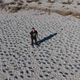 Lead study author Jarrod Hodgson earning his PhD on a beach with thousands of fake plastic birds. Image: Jarrod Hodgson